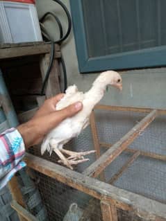 aseel hera chiks price 3000watsapp nun 03148637508