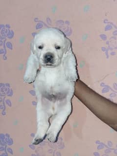Labrador retriever Male Available