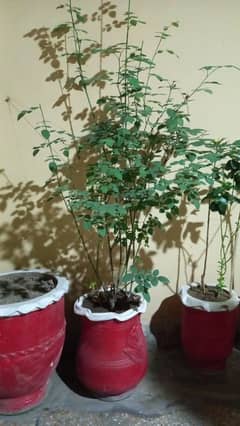 Different Plant for sale