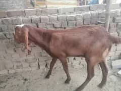 Bakra for sale