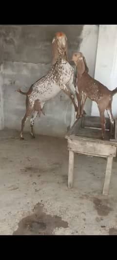 makhi