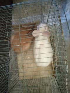 Male. female. rabbit white angora