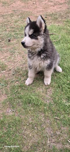 Siberian