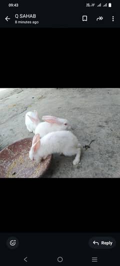 rabbits for sale