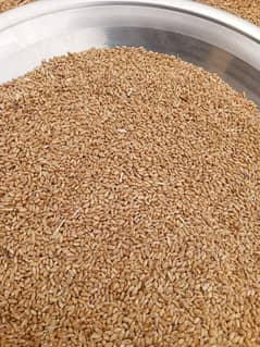 Desi Wheat Gandum For Sale