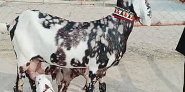 desi Bakri do bacchon ke sath for sale WhatsApp 0313,49,35,016