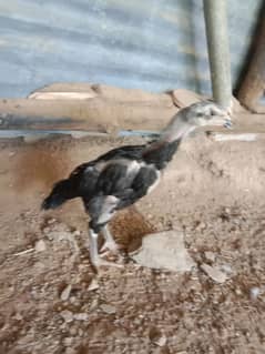 Blue Shamo Chicks | Black Shamo Chicks
