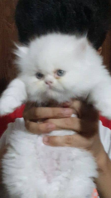 Persian  kittens / Extreem punch face / kittens foe sale 03074524744 0