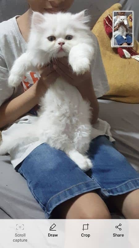 Persian  kittens / Extreem punch face / kittens foe sale 03074524744 1