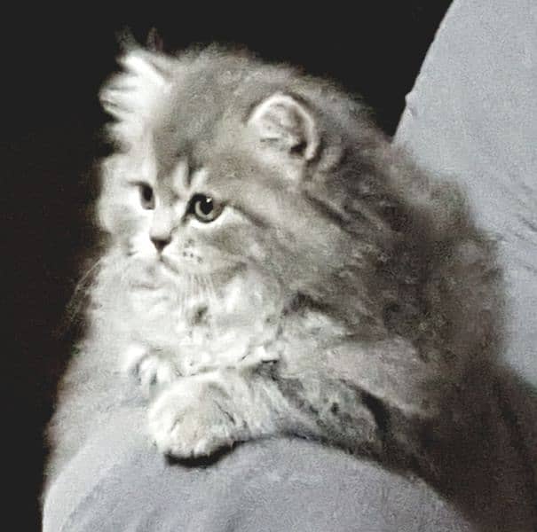 Persian  kittens / Extreem punch face / kittens foe sale 03074524744 2