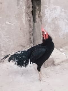 mushka