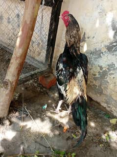 Aseel patha for sale