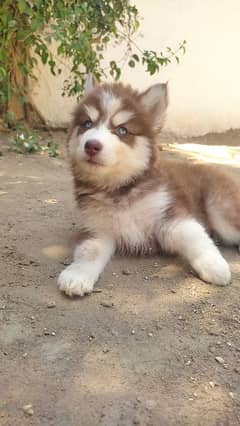 husky