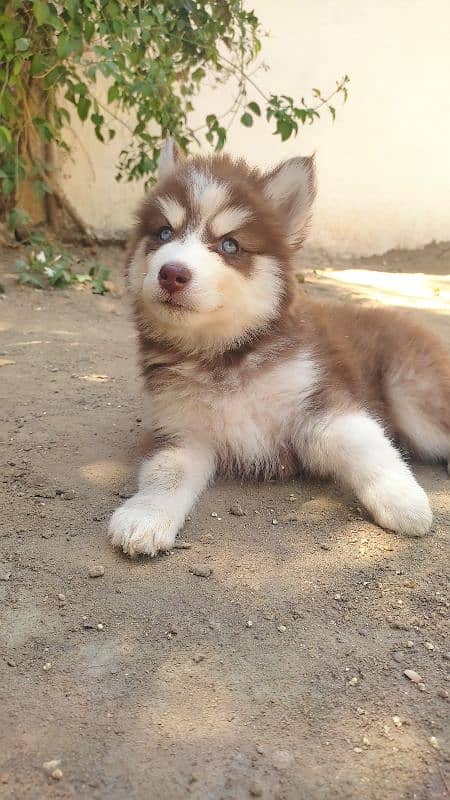husky German shepherd shizu Labrador puppies what's 03112781431 0