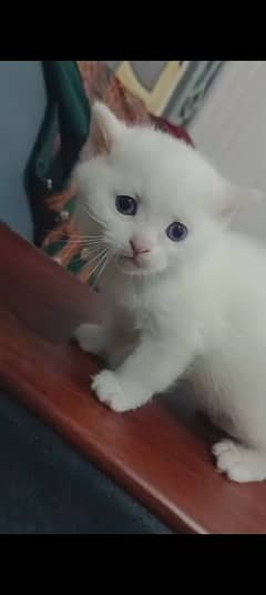 Persian kitten@ Perisan kitten@ kitten@ Siamese@ blue@ male@coat@white
