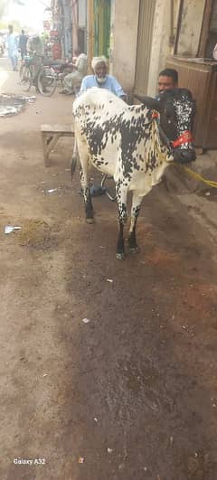 bachri