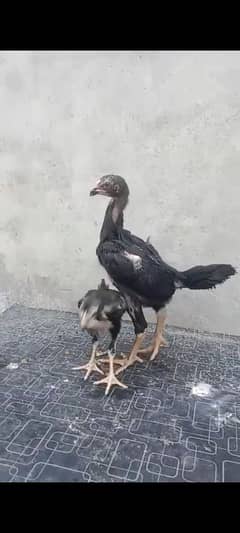 aseel shamo aseel patha