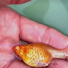4 month male female breeder pairs