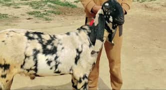 Desi bakra Urgent For Sale Call me