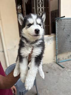 1 month old  Huskey Puppies For Sale