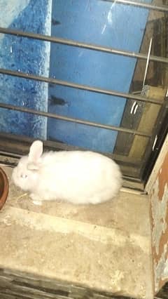 Pure Angora Bunnies