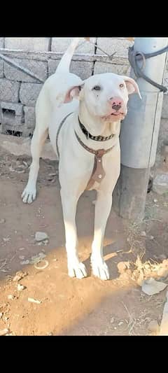 bully