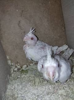 Eino Cocktail Red Eye Babies