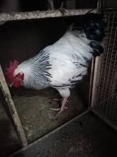 Sussex Heavy Male
