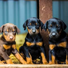 Doberman