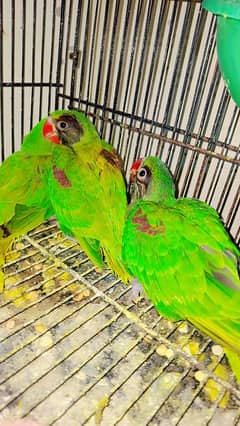 Birds