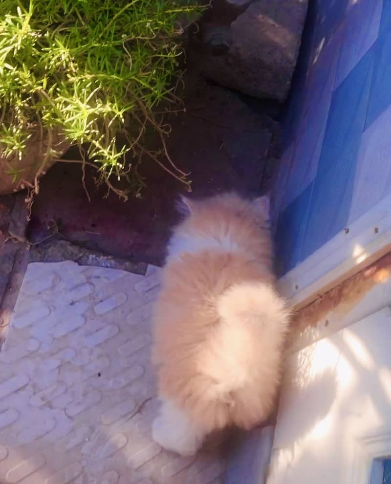 Kitten|rare colours |more tripple coat |fluffy|punch face 4