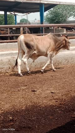 Cow