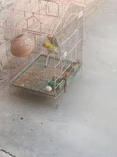 Fisher parrot breeding pair with cage  urgent for sale
