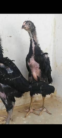 chick