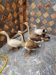 breeder 5 Jumbo size geese/duck for sale