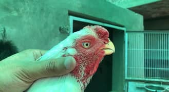 Parrot beak long tail aseel top quality chick