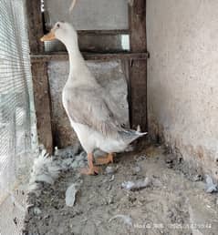 Male White Duck - 11 months old