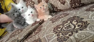 Persian Cat / White Persian Kitten / kitten