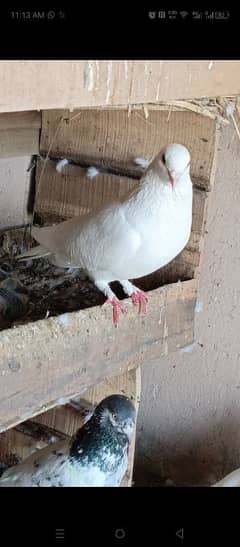 pigeons