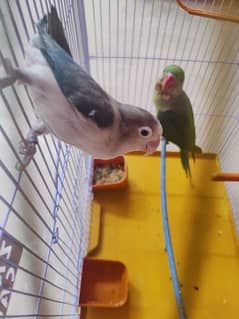 blue fischer bonded pair