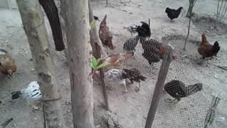 hens for sale Desi aseel misri available