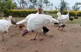 turky bird (breader)