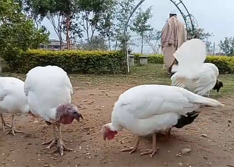 turky bird (breader) 4