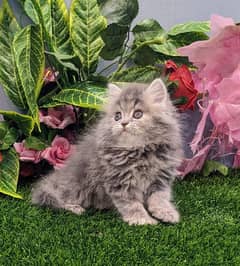 Persian Kittens |Smoky Grey Fawn Triple Coated | Punch face|fluffy|cat