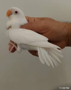 ALBINO RED EYE / JAVA