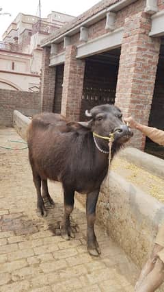 ready per lagta hai