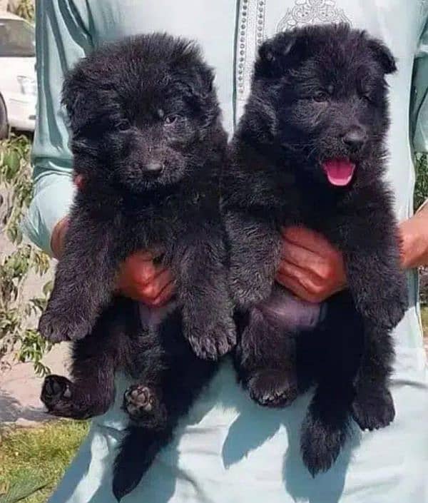 German Shepherd long coat puppies for sale 0