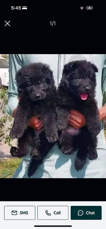 German Shepherd long coat puppies for sale 1