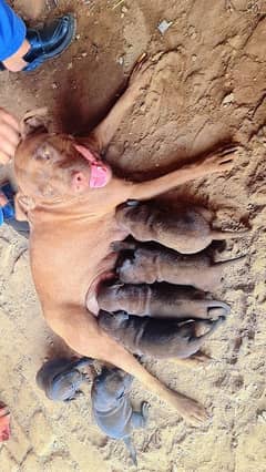 Pitbull puppy
