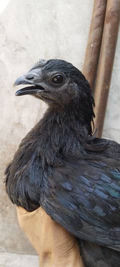 ayam cemani gray toung